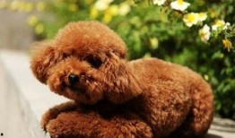 小泰迪房间爆料视频,爆料视频带你一探究竟